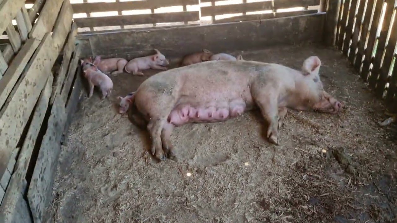 Nasceram leitões 🐷🤠