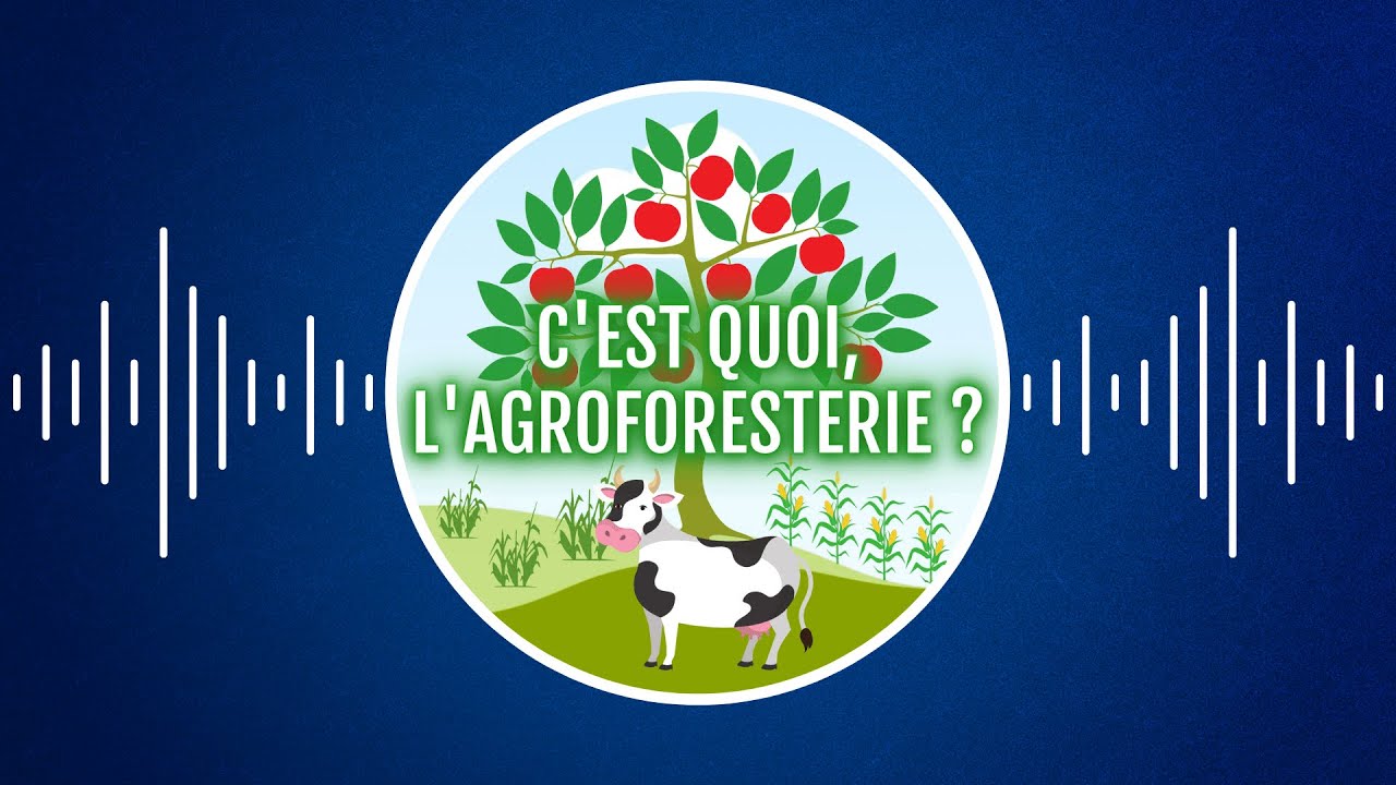 C'est quoi, l'agroforesterie ? 🌳