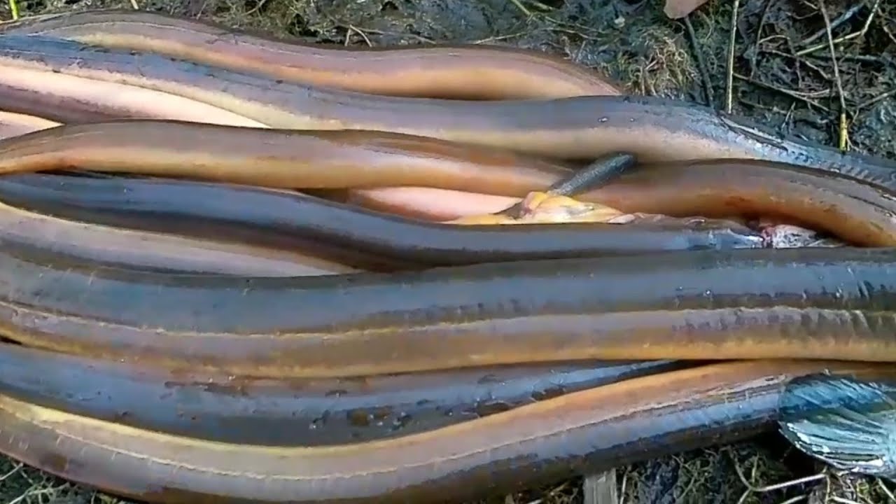 BIKIN GEGER WARGA SEKAMPUNG GARA GARA DAPAT BELUT SEBANYAK INI