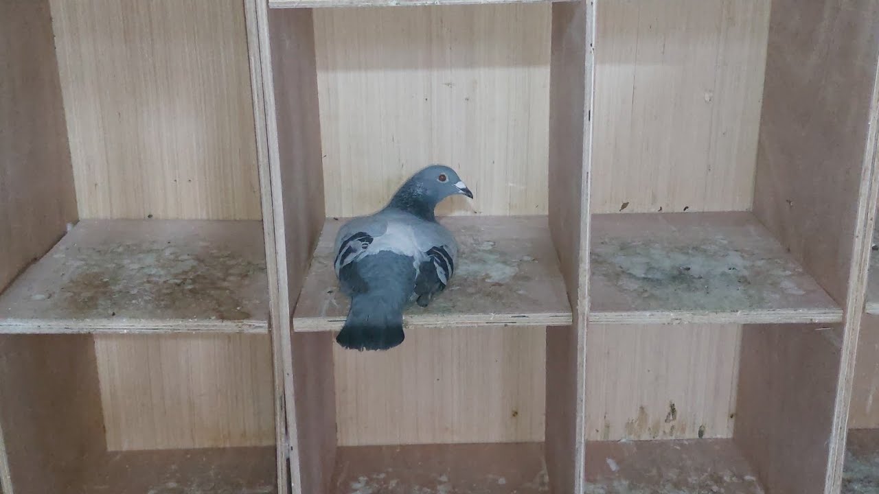 سباق بدوزة 🕊🕊سباق مر في أجواء نوعا ما مشحونة🔥🔥سباق الإصابات والهرس🥲🥲