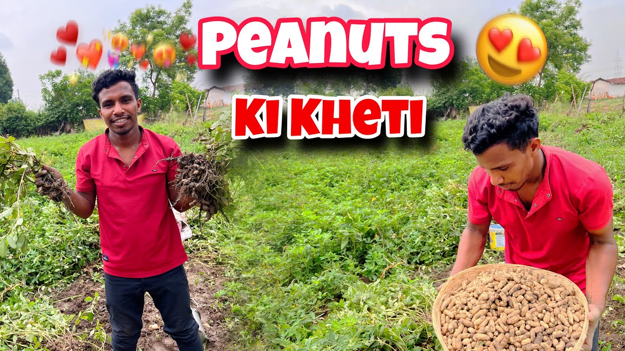 Apna New Fasal Peanuts ￼( मूँगफली ) Ki Kheti Lag Gayi / Peanuts Ki Kheti / Farmers Vlog / Daily Life