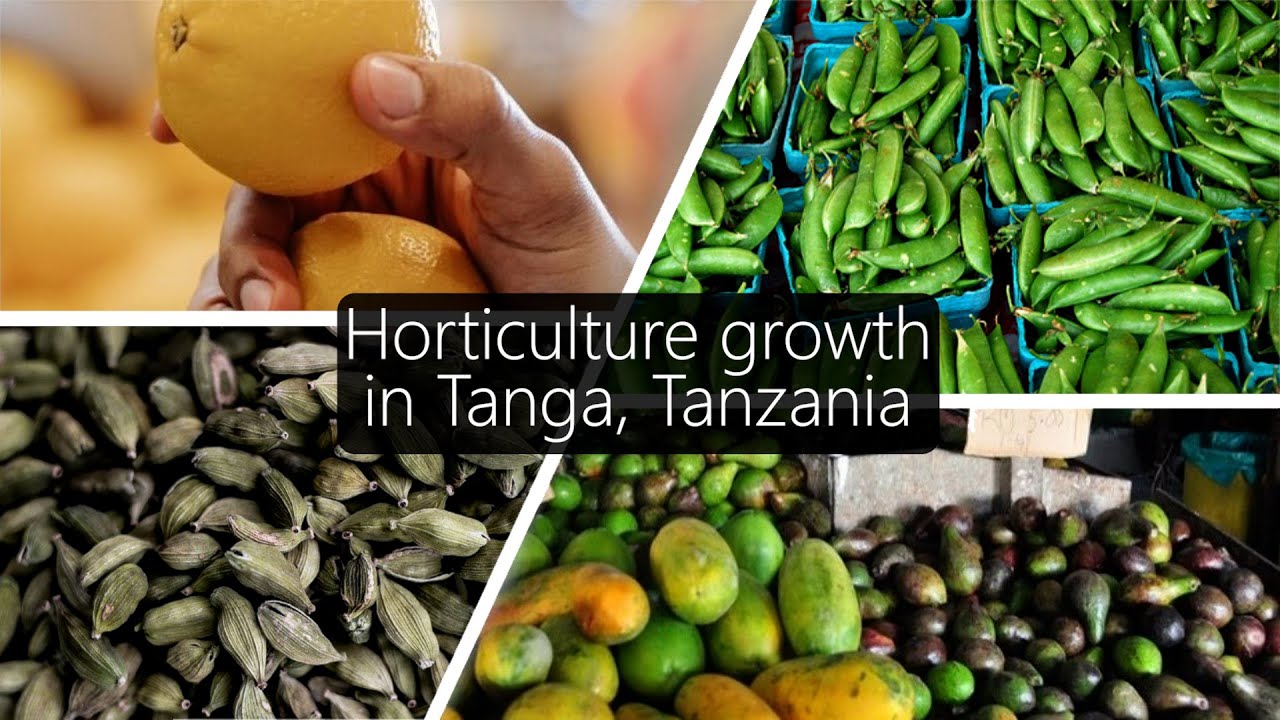 Horticulture growth in Tanga, Tanzania