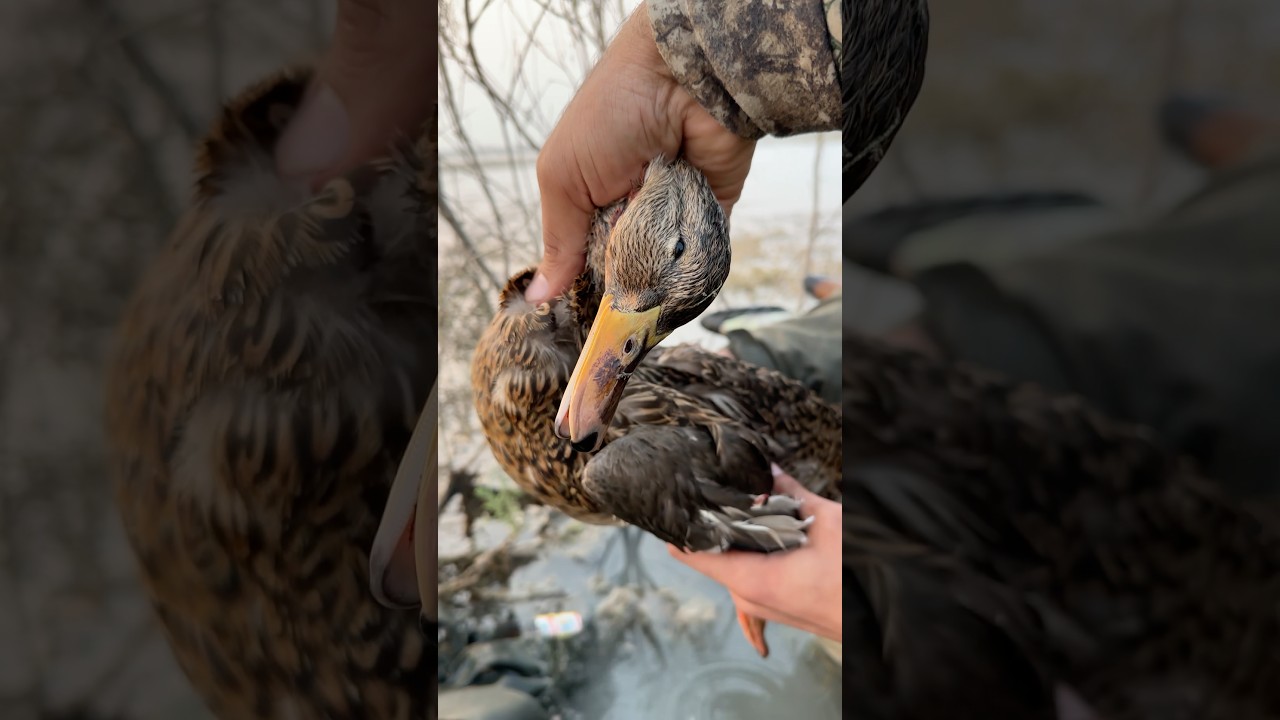 Beautiful mallard 🦆 #birdhunter #birds #birdhunting #huntting