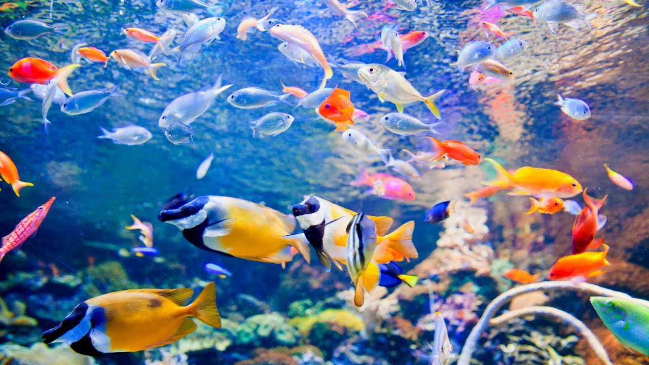 музыка и шум воды для глубокого сна - успокаивающее подводное видео 🐠🐟 Аквариумные рыбки 🐟🐠