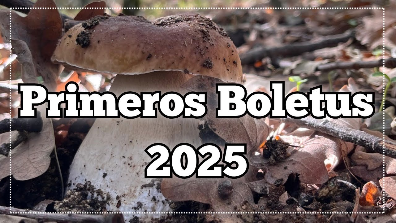Empiezan los boletus!!! 🍄‍🟫 🍄‍🟫 🍄‍🟫 #boletus #mushroom #nature #fungi #wildlife 