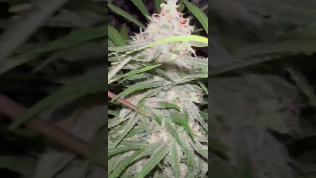 Ripper Haze Flowering