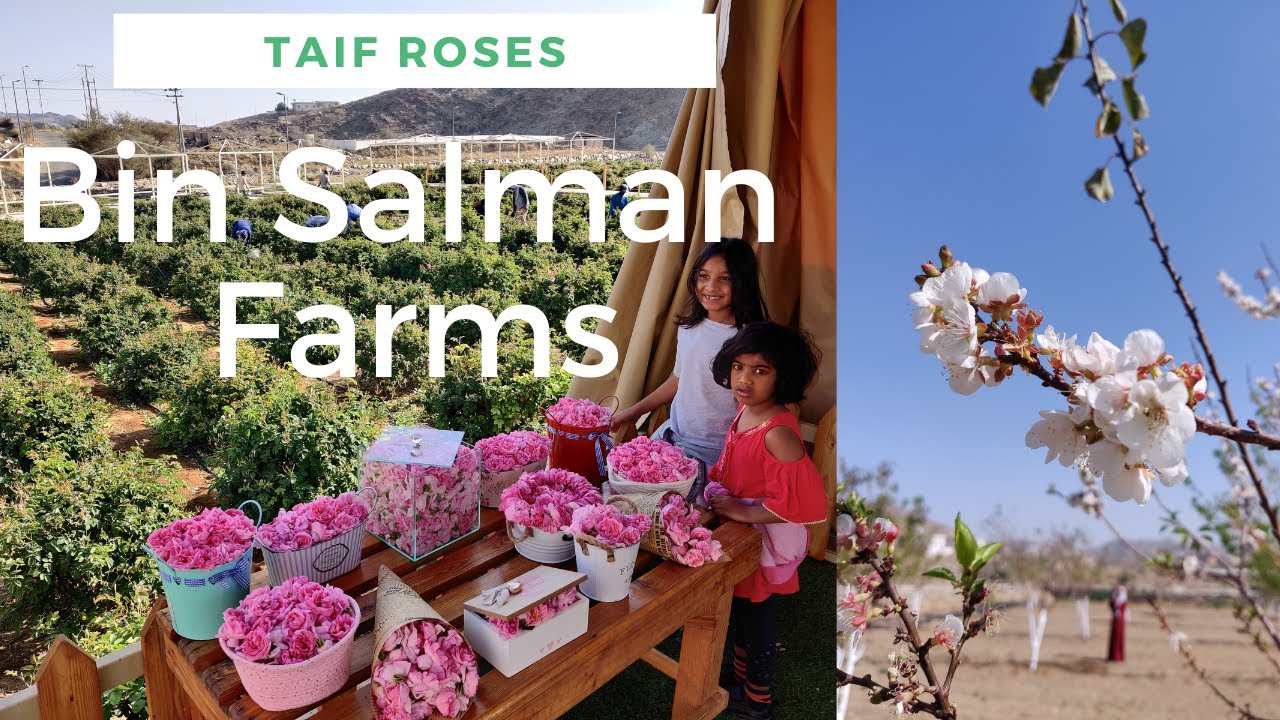 Bin Salman Farms of Taif || Rose Farm and Factory