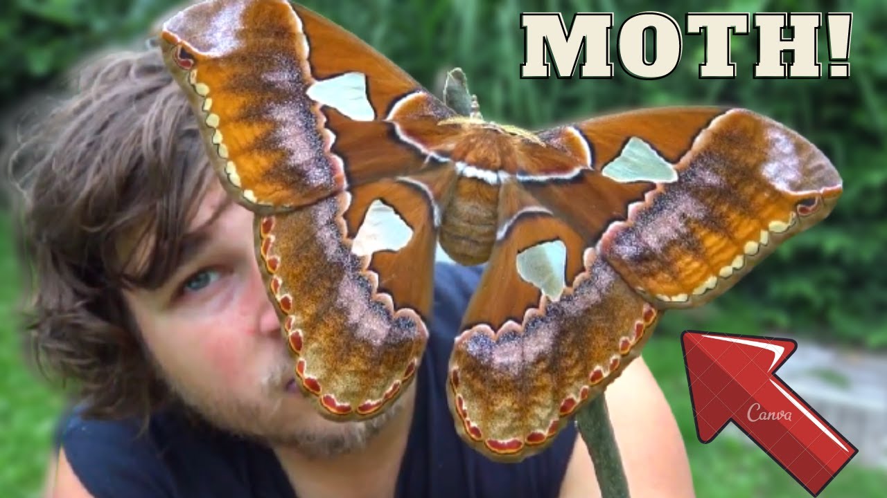 HUGE Moths: My Pets! Raising Rothschildia triloba - Central American Giants (Saturniidae)