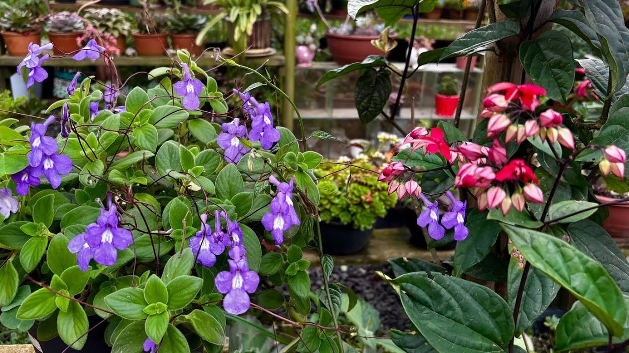 FLORES QUE SE DESTACARAM NESSA SEMANA DE CHUVA