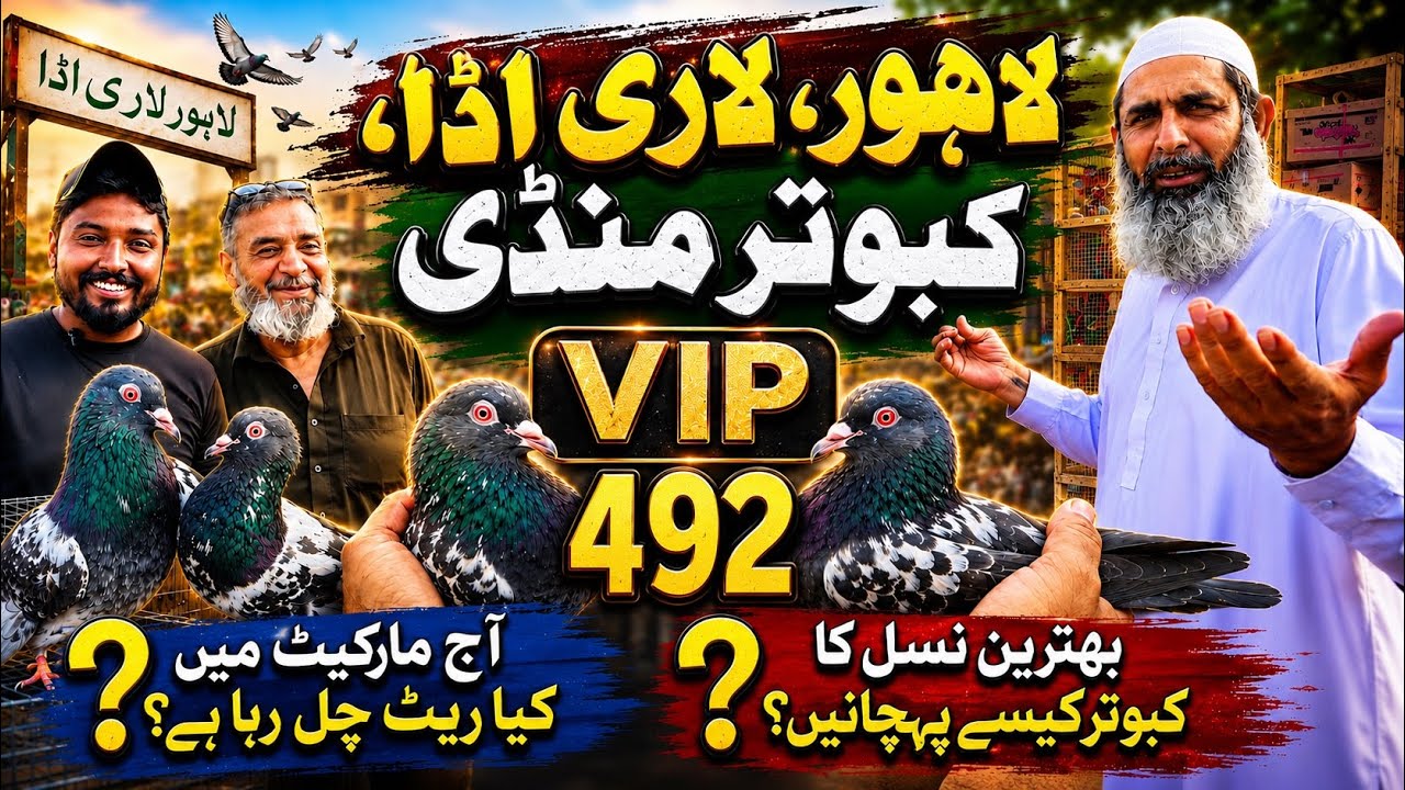 492) Lahore lari ada kabootar mandi || کبوتر منڈی || #amjadaliofficial 