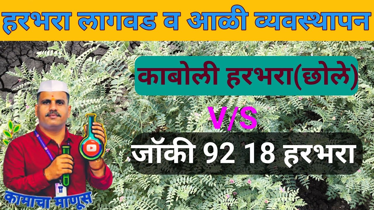 हरभरा लागवड व आळी व्यवस्थापन काबुली v/sजॅकी गावरान