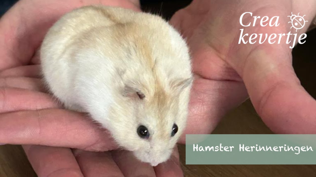 Hamster Boxy compilatie | jaar 1