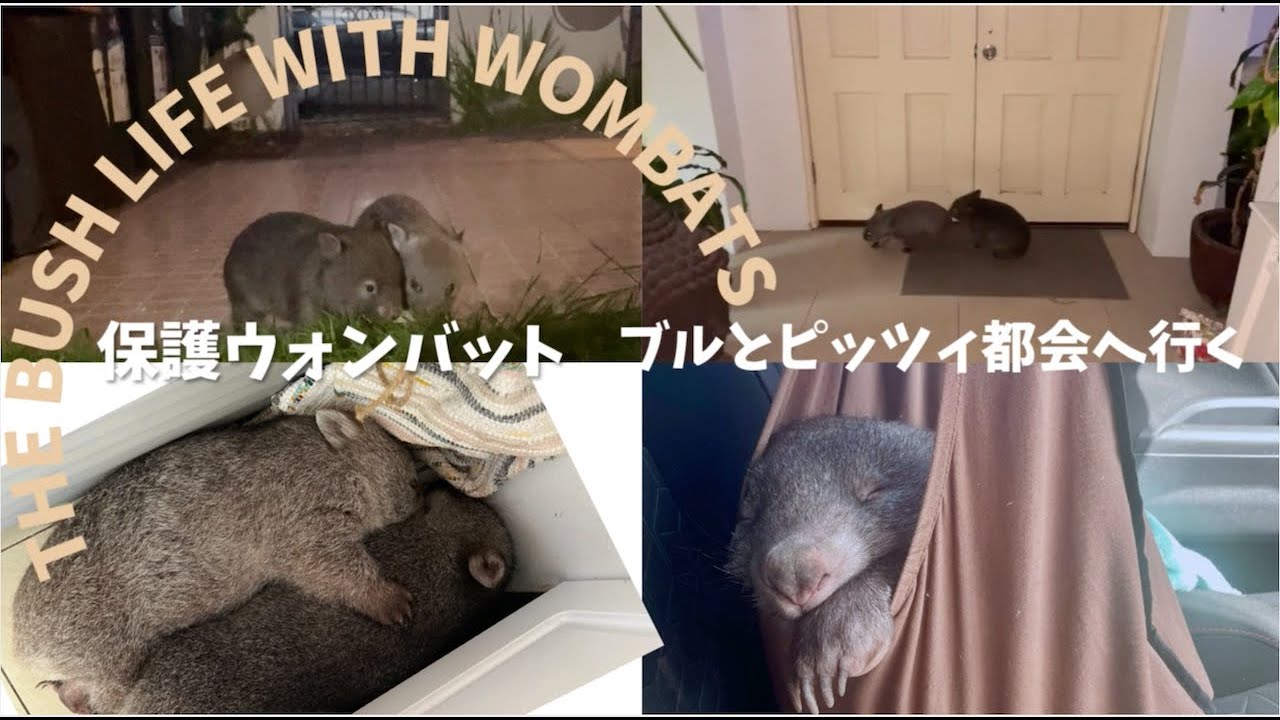 Ep.4 山奥から都会へ。ブルとピッツィのシドニー滞在。From the Bush to the City: Bull and Pitsy’s Stay in Sydney.