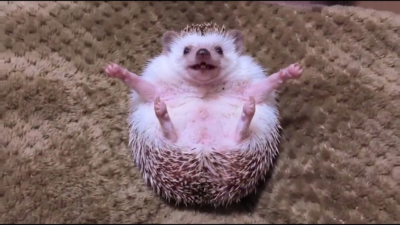 The Funniest Animal Videos You’ll Ever Watch