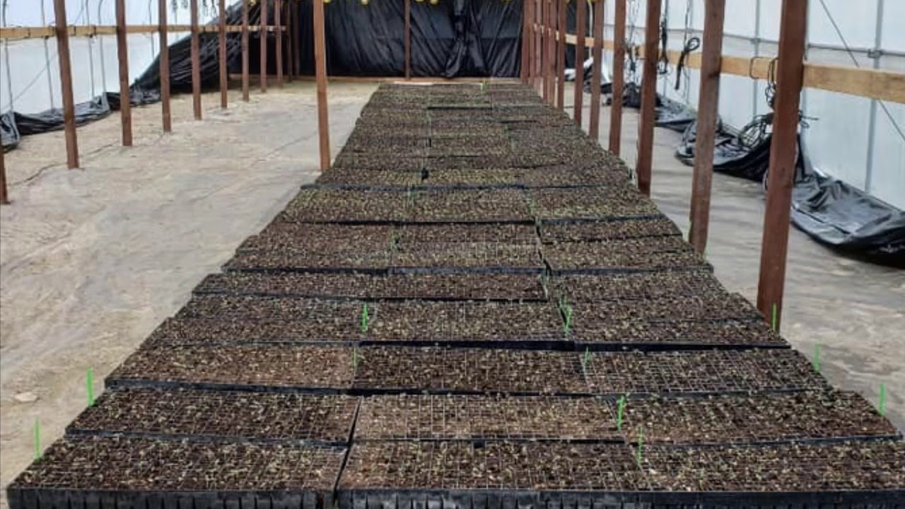 How To Plant Cannabis Seeds and Clones &ldquo;Most Stoniest Advise&rdquo;
