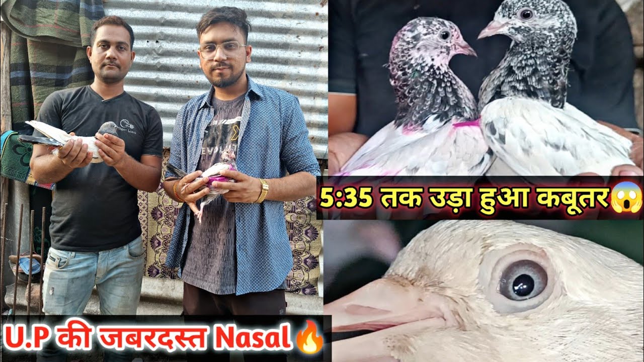 5:35 Tak Uda Hua Jabardast Kabootar😱 | Aniruddha Alone