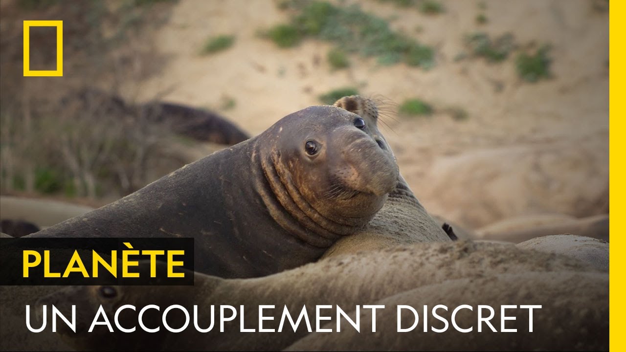 La ruse d'un éléphant de mer pour s'accoupler