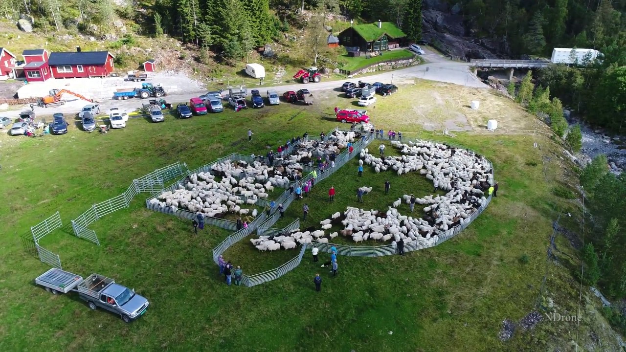 Sauesanking i Sirdal