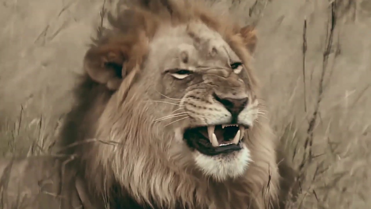 Dubkiller & Mark Victor - Heart of a Lion
