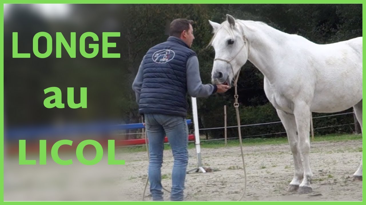 TUTORIEL: LONGER SON CHEVAL FACILEMENT EN LICOL