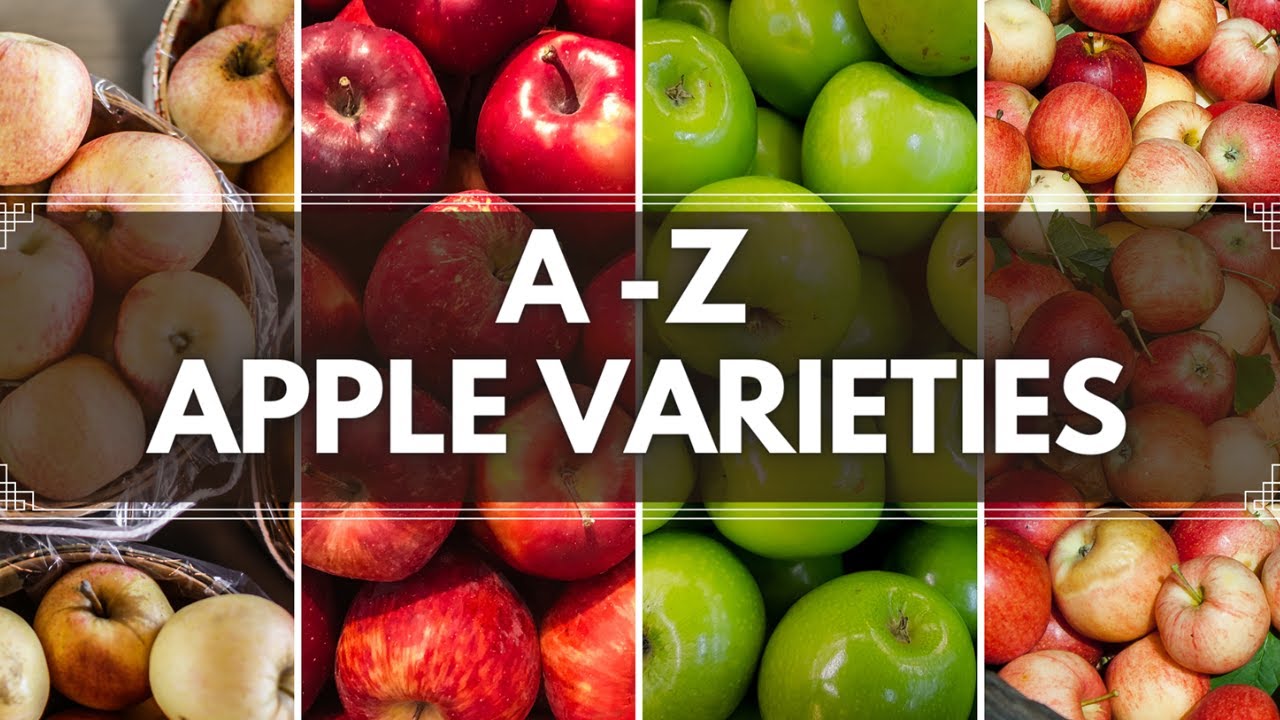 A TO Z Apple varieties | Different types of apple variety