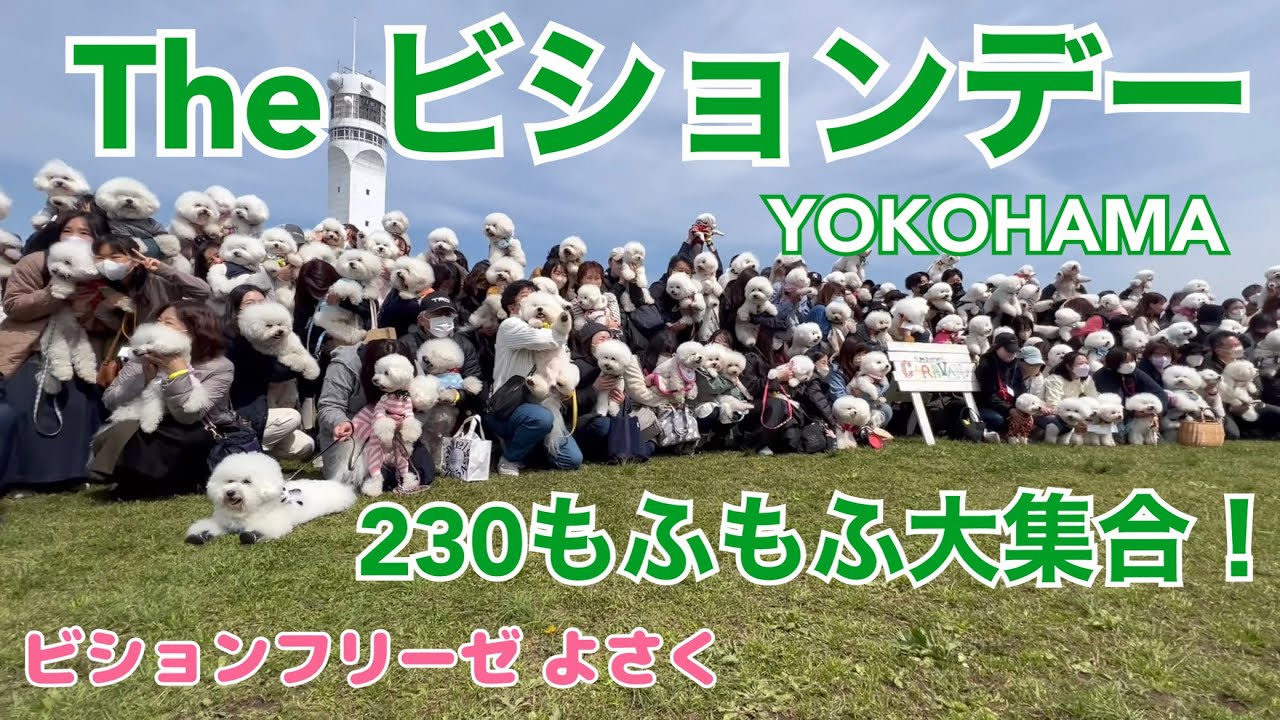横浜港シンボルタワーで開催されたビションフリーゼのためのイベントへ行ってきました！！