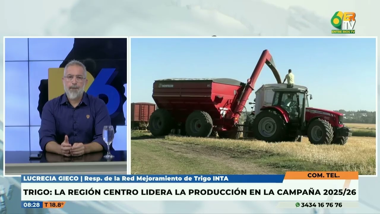 Entre Ríos - Lucrecia Gieco El trigo de la región centro lidera la campaña 2025-2026