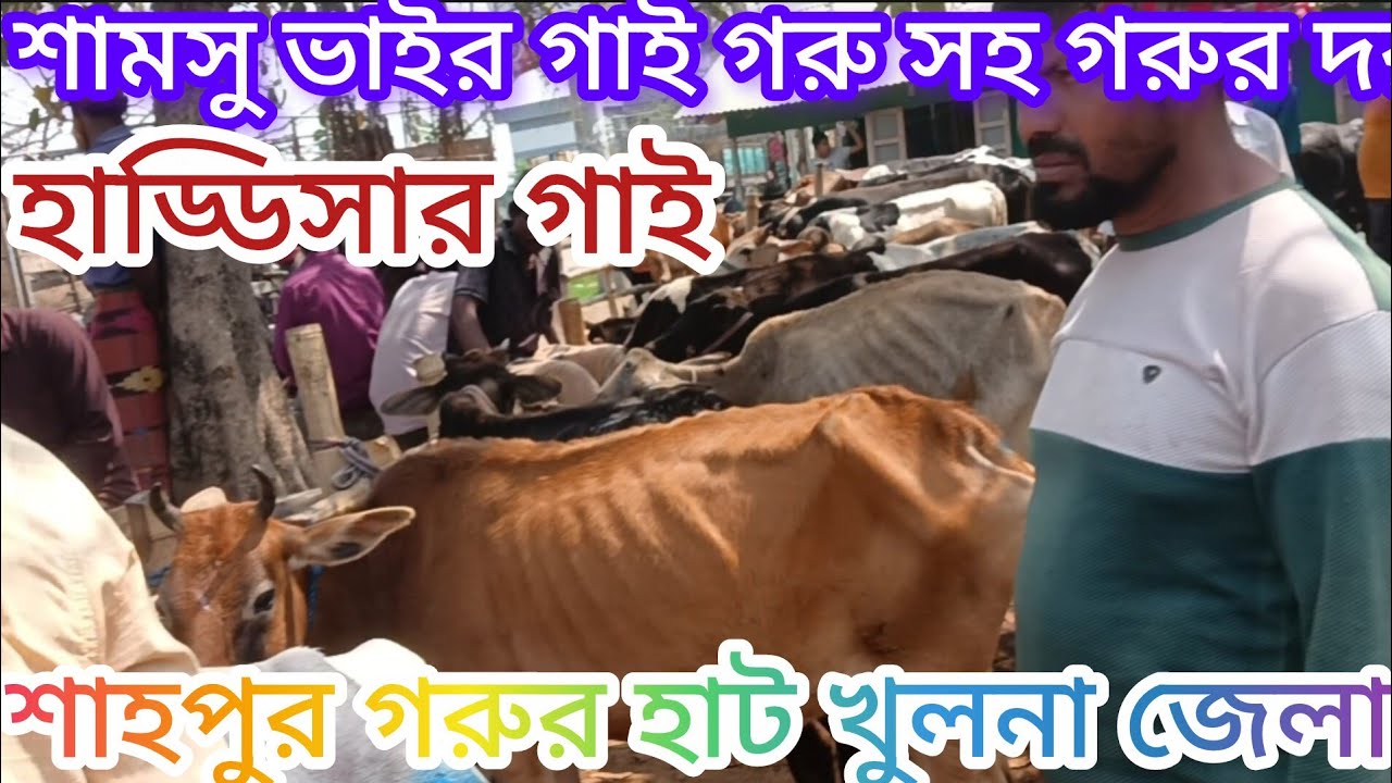 শাহপুর গরুর হাট শামসু ভাইর গাই গরু সহ গরুর বাজার দর। বিস্তারিত জানুন।