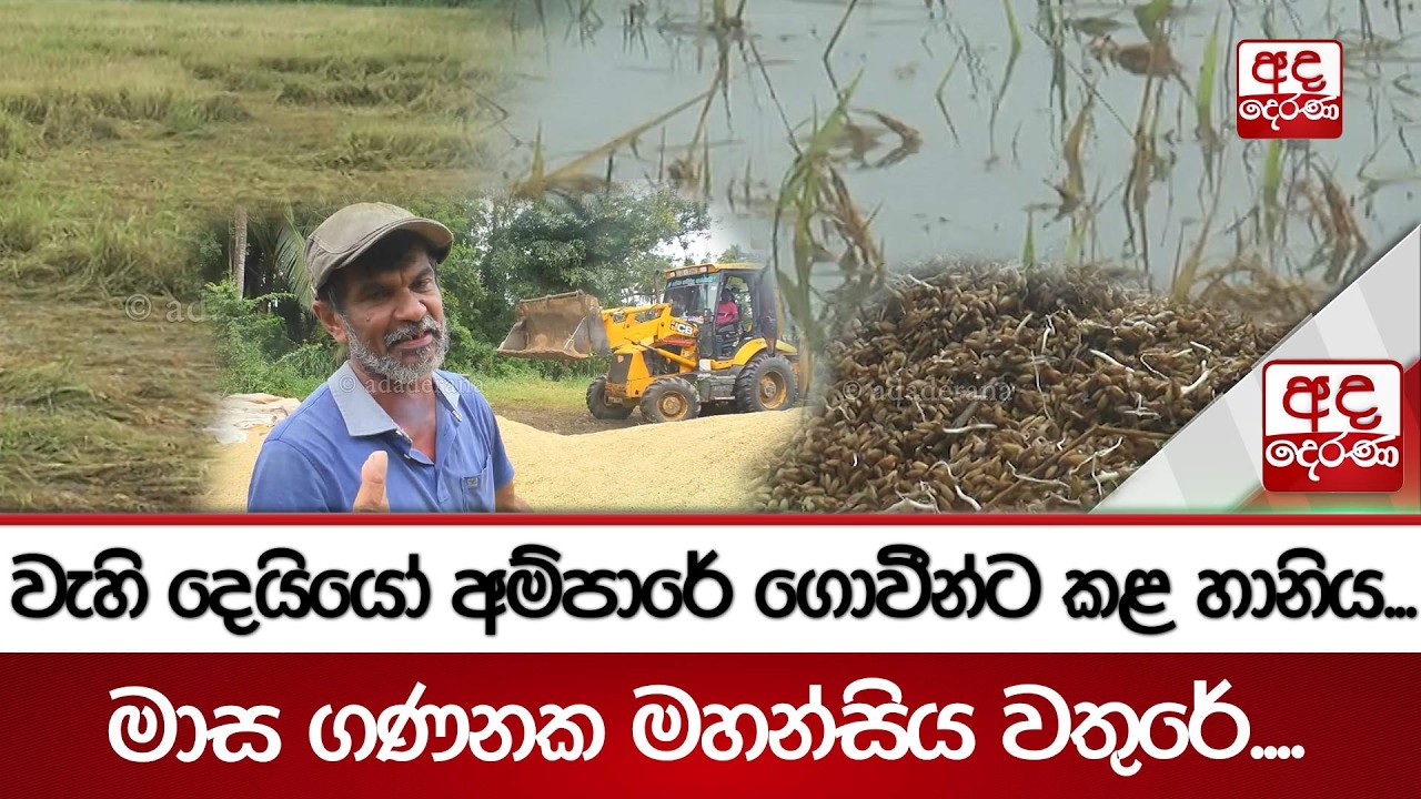 වැහි දෙයියෝ අම්පාරේ ගොවීන්ට කළ හානිය...මාස ගණනක මහන්සිය වතුරේ.... | Ada Derana