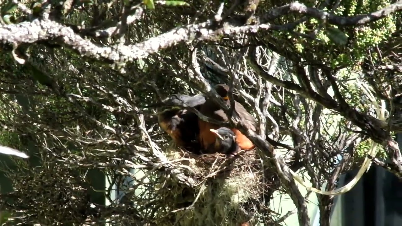 Island Thrush (Turdus poliocephalus) nest about to fledge, Laban Rata, Mt. Kinabalu, Sabah, Malaysia