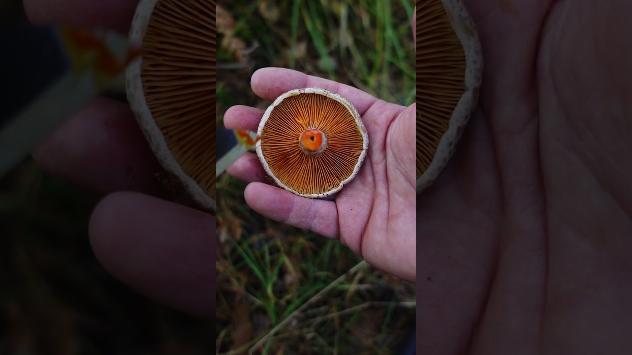 Mleczaj rydz, zmienny i wełnianka (łac Lactarius deliciosus) #grzyby #natura