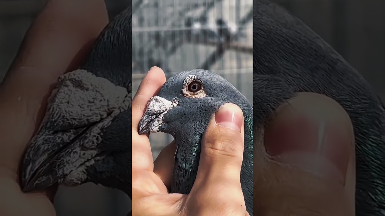 Top Quality Jan Arden male Bird #janarden #racingpigeons #pigeonracing
