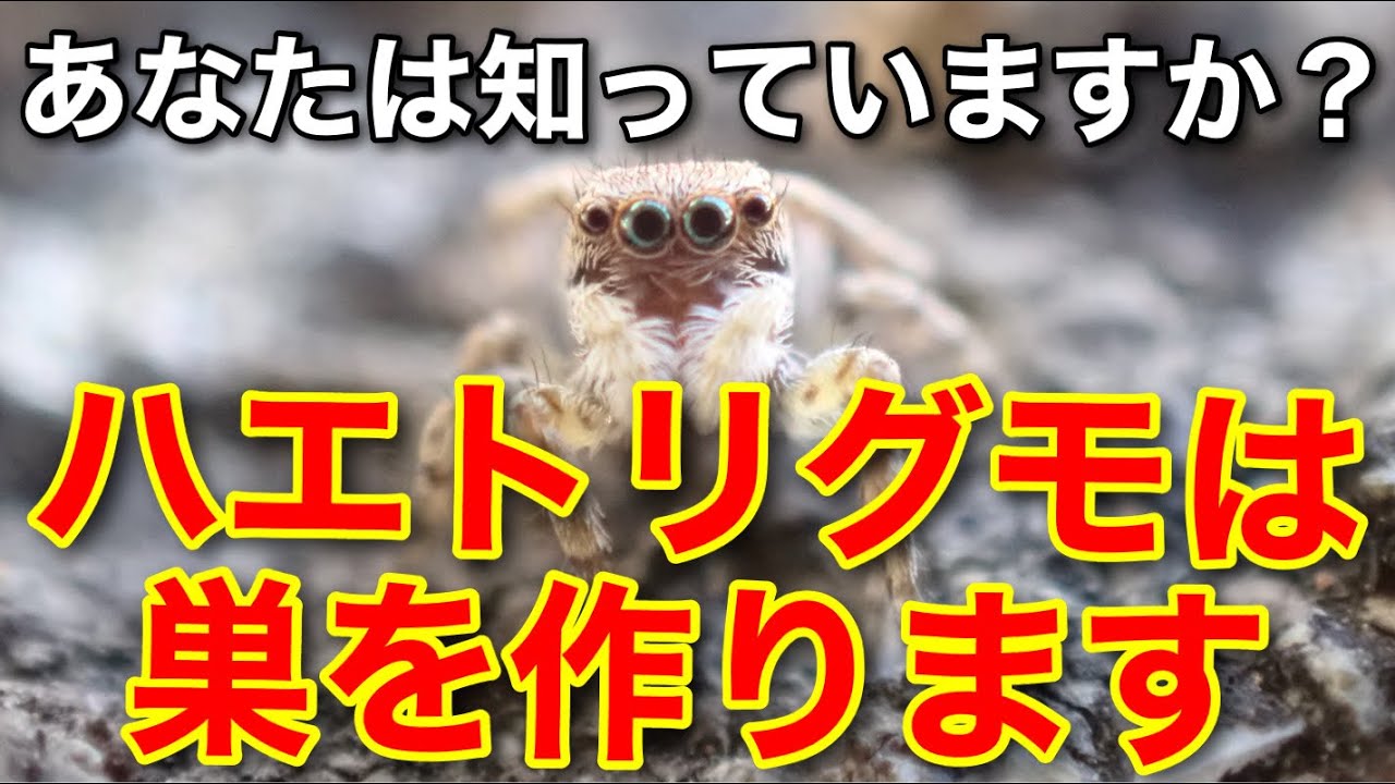 ハエトリグモは巣を作ります