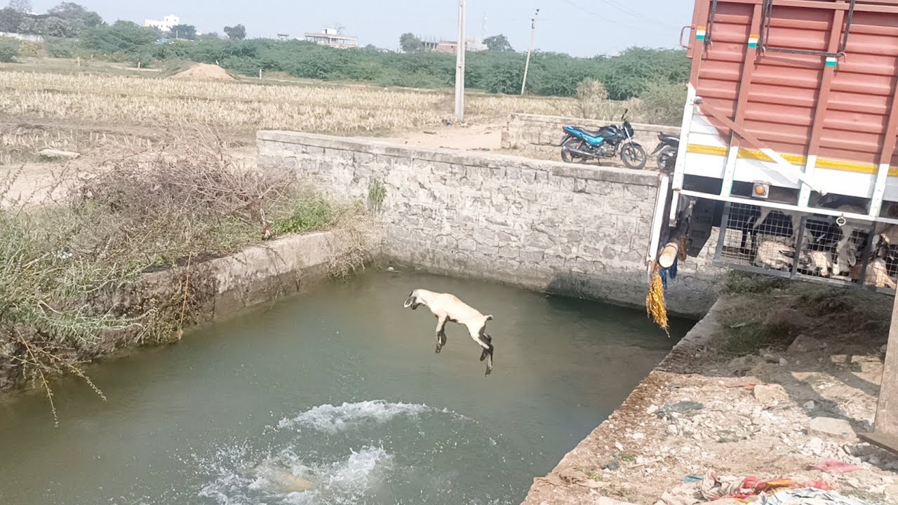 sheep kids swimming into the water-sheeps jumping into the water-sheep swimming videos-sheep videos