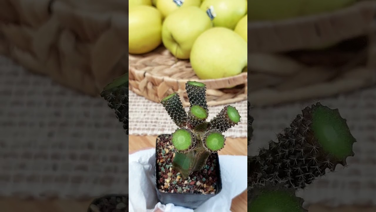 How to Clone a Cactus (Most Growers Don&rsquo;t Know This Method).
