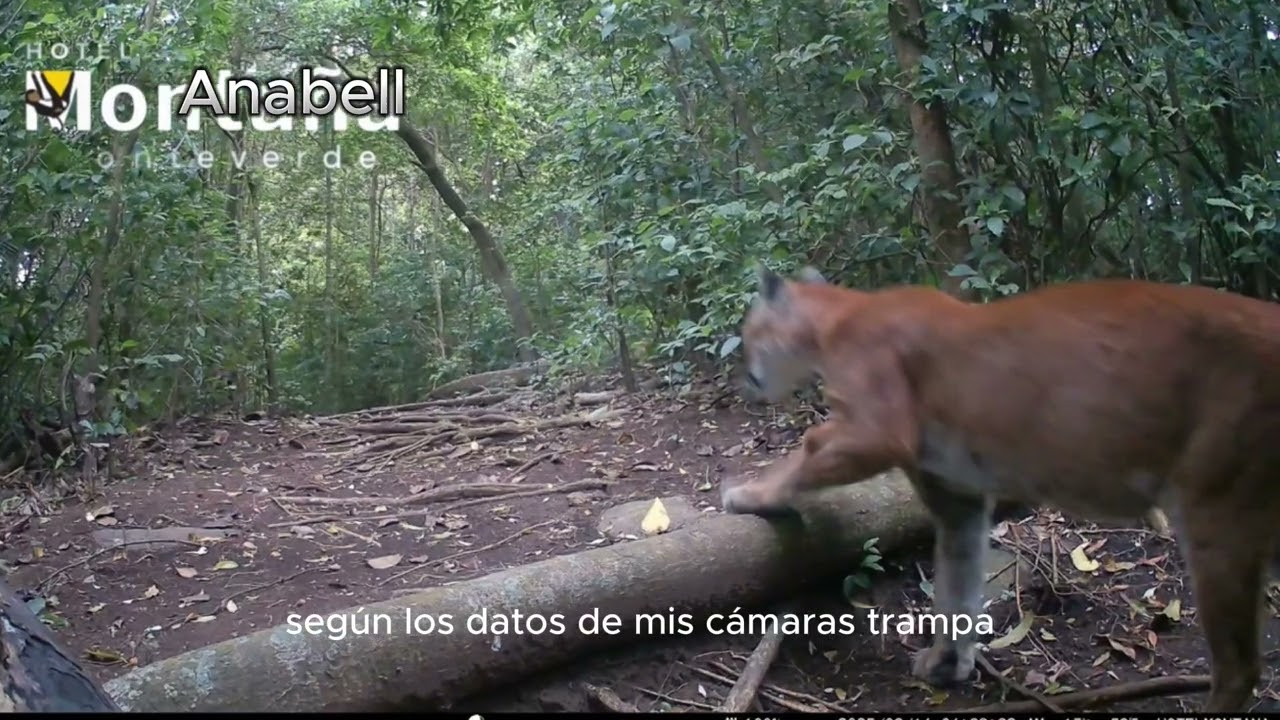 Wildlife Monitoring