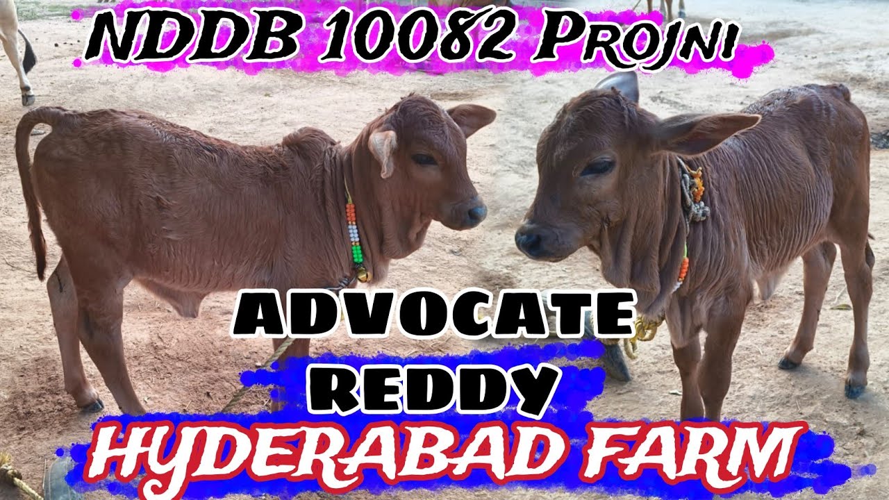 #NDDB_SL10082 Top Result #High_G_B_V_Bull #हैदराबाद से #एडवोकेट_Reddy जी के #Farm से