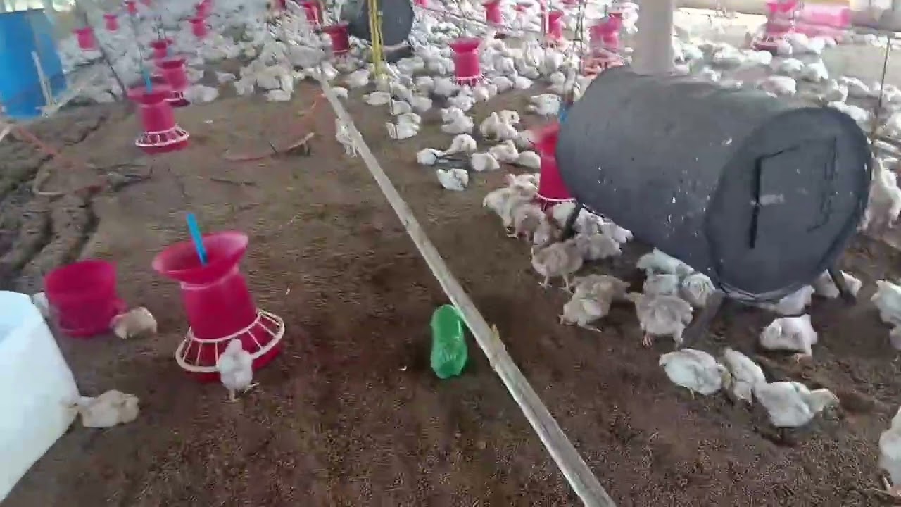 Poultry farming