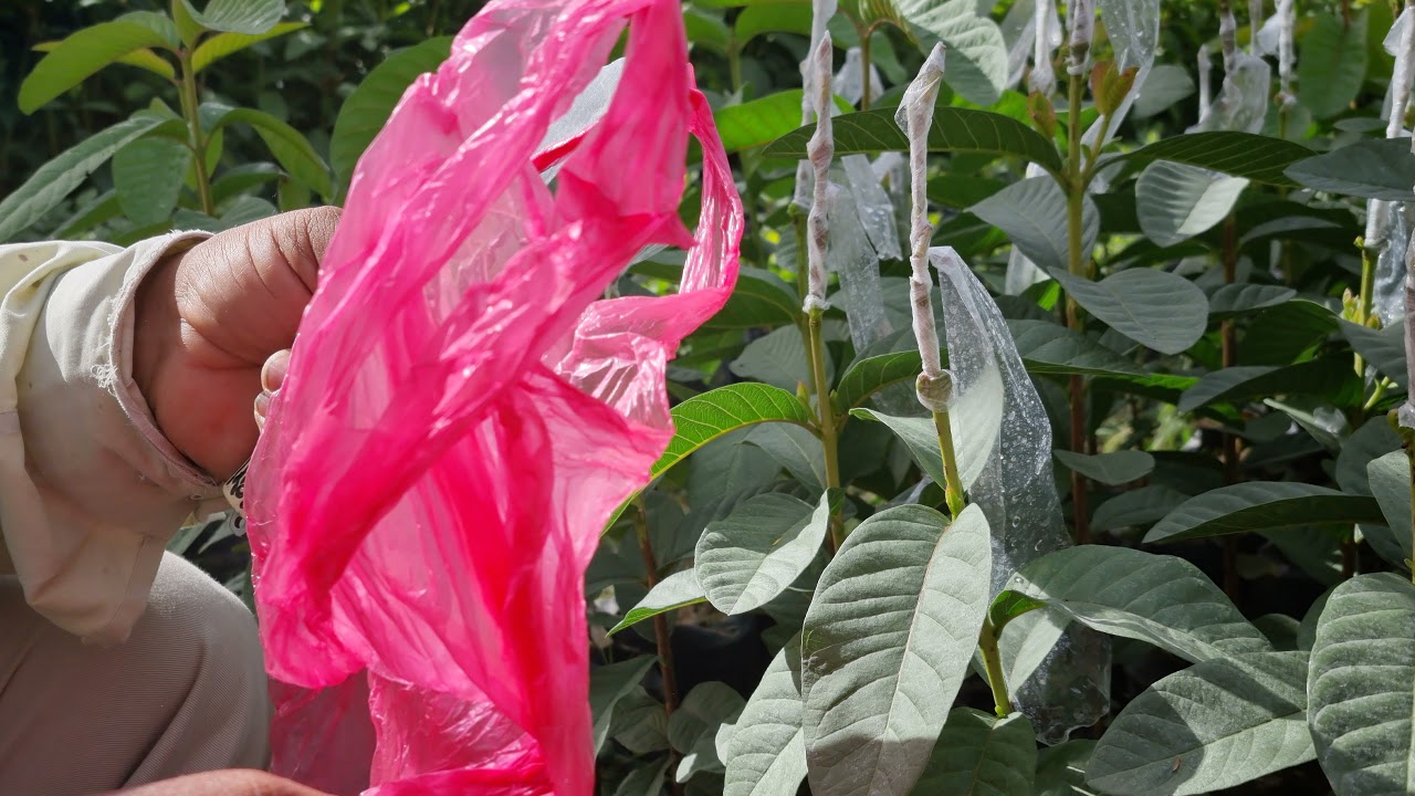 Injertacion de plantas de Guayabas. Don Ruben Gomez nos enseña como hacerlo.