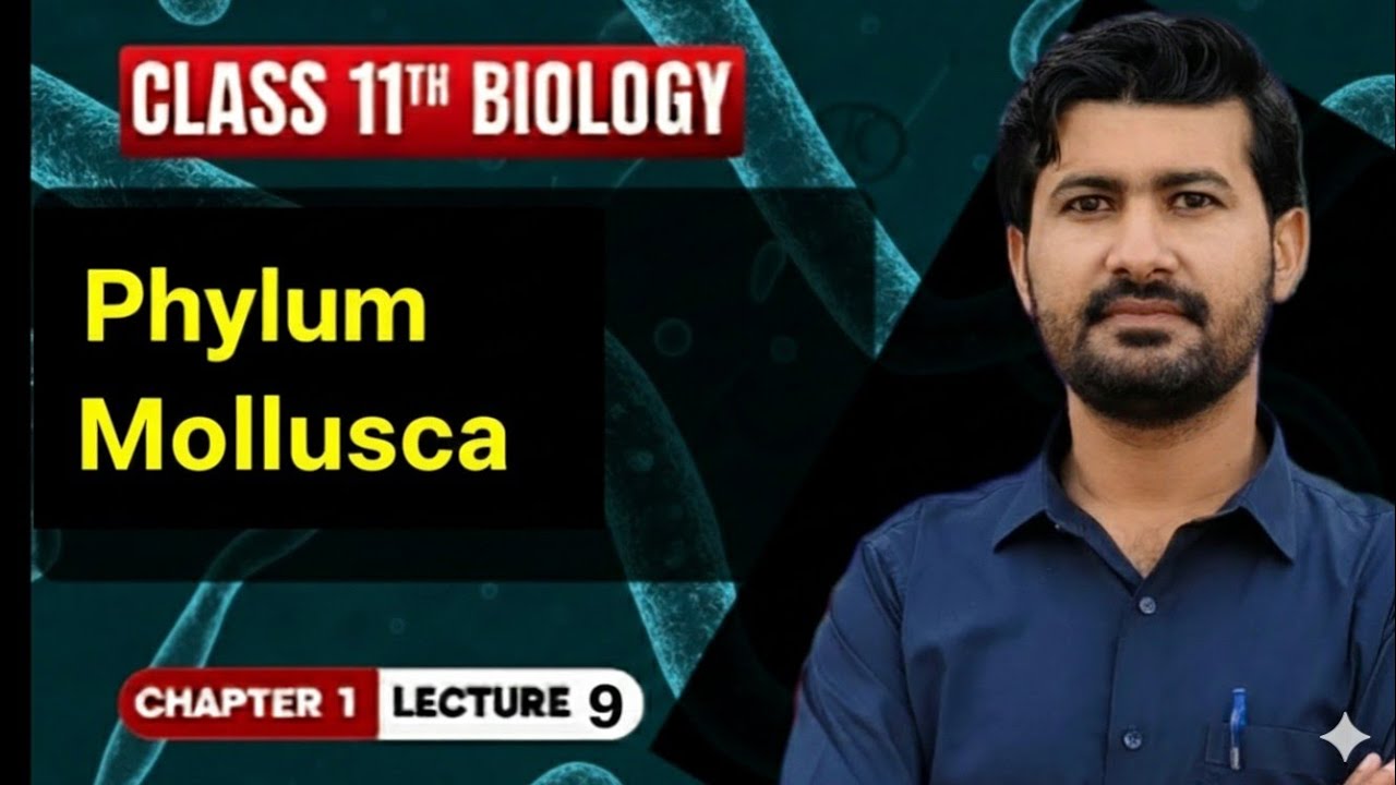 Phylum Mollusca | Class 11 Biology | Chapter 1: Kingdom Animalia