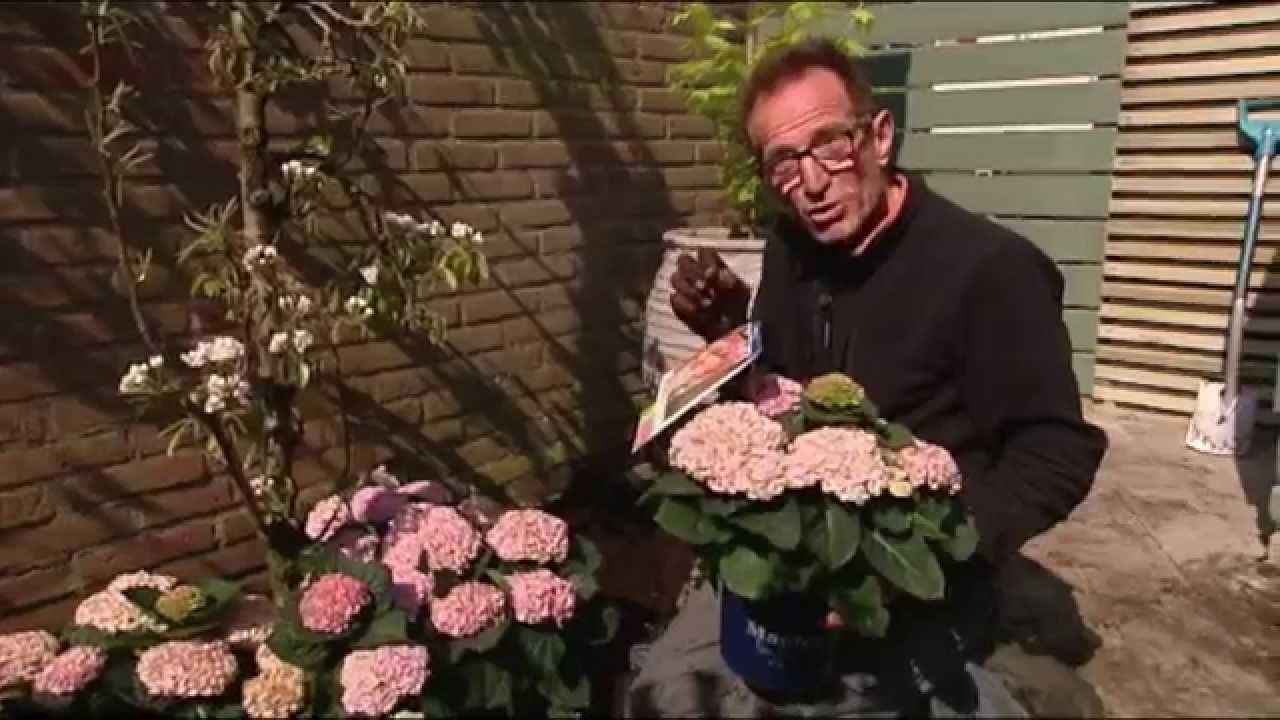 Magical Hortensia in Rob's Grote Tuinverbouwing op SBS6