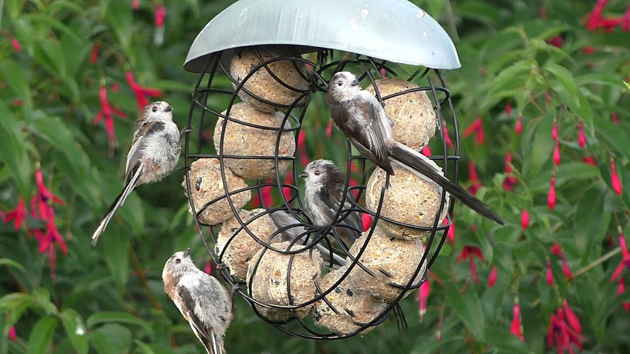 Long Tailed Tits on The Garden Fatballs 🌺 Long-tailed Tit 🌺