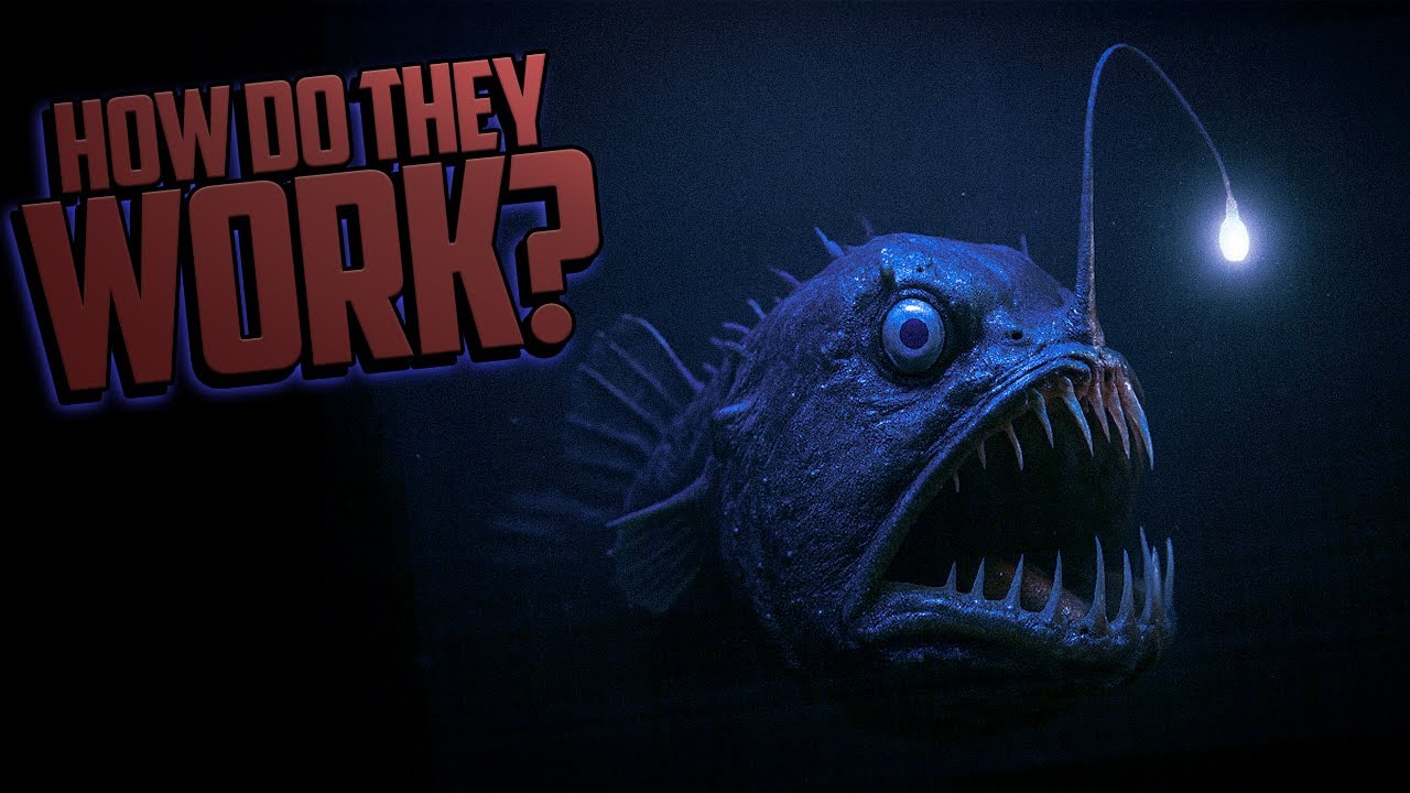 The Truth About Anglerfish - Nature&rsquo;s Most Misunderstood Predator!