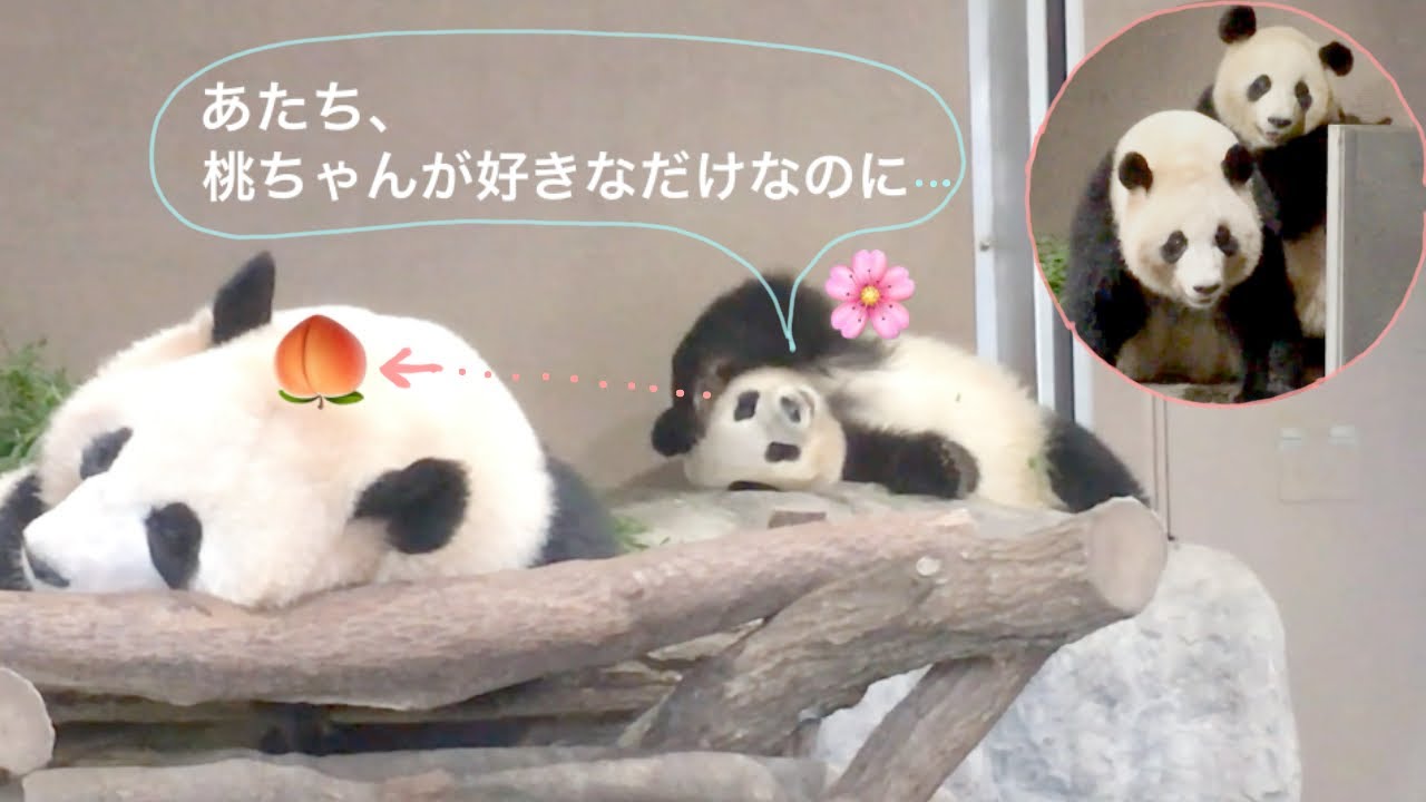 (Panda видео) [Ouhin🌸Touhin🍑] Что я сделал? 🌸 Ouhin был обругивание зоопарка / Panda крик 🍑 Touhin /