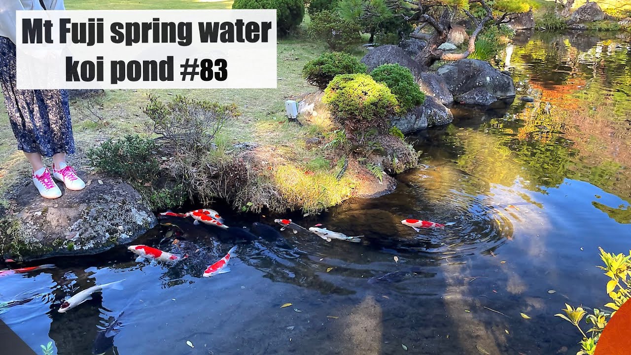 Koi pond with spring water from Mt Fuji(Mishima, Shizuoka, Japan)