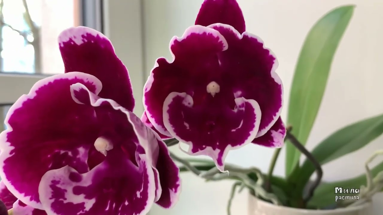 Азиатский фаленопсис (big lip) Sweet Candy. Домашнее цветение.
