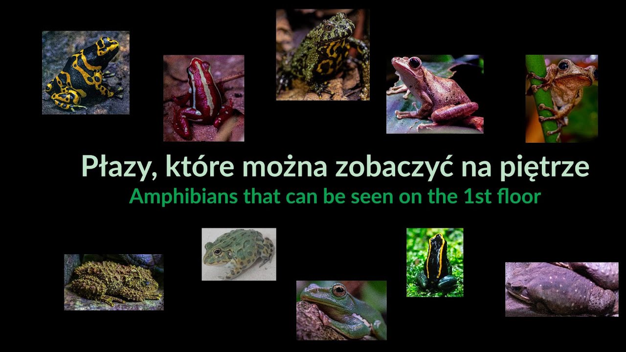 Herpetarium w ZOO Warszawa #110
