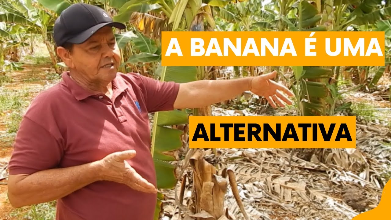 COMO REALIZAR UM PLANTIO DE BANANA ORGÂNICA