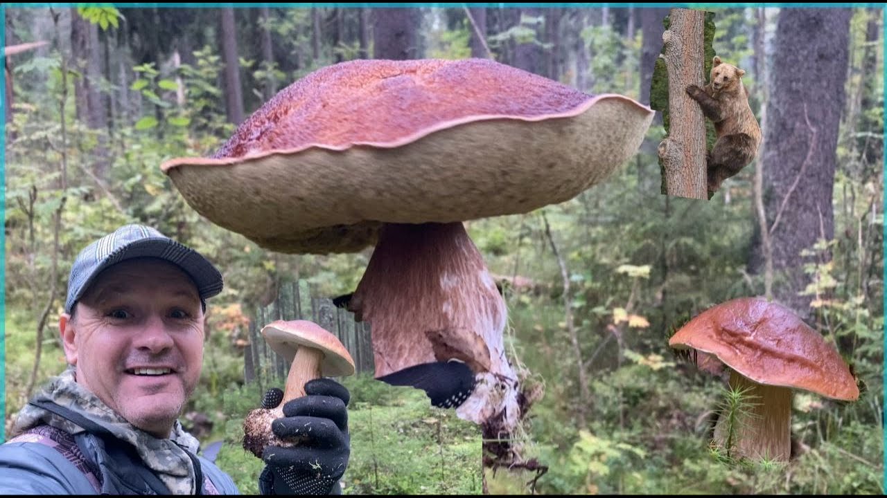 Зверь на старте...а потом ГРИБОПАД🍄🍄🍄🔪