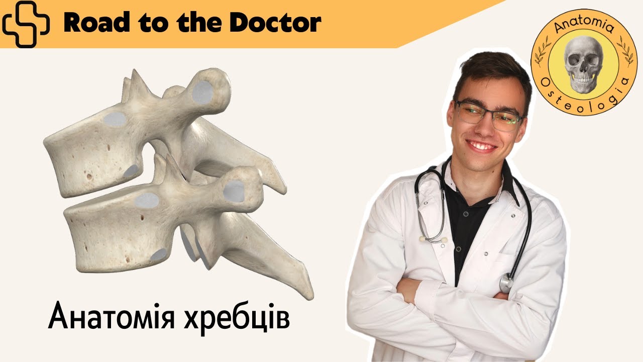 Анатомія хребтового стовпа. Будова хребців